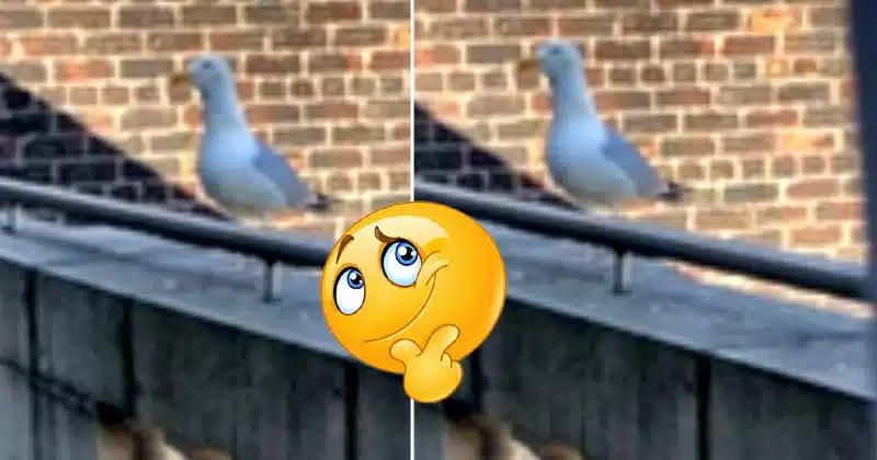 Viral Video seagull bird mimicry dog noises