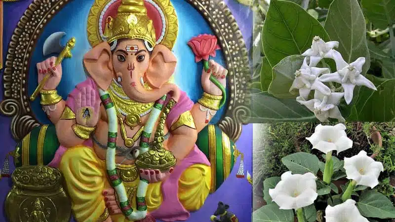 vinayaka chavithi offerd pooja with 21 varietys of leavesand medicinal plants