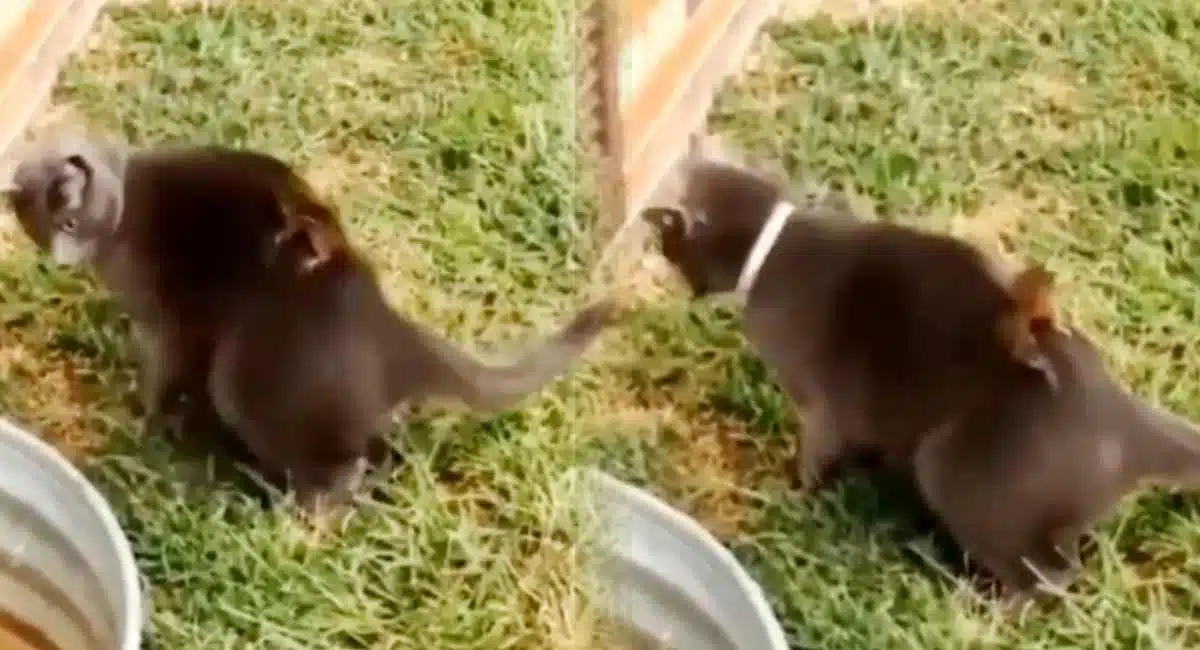 cat video viral in social media