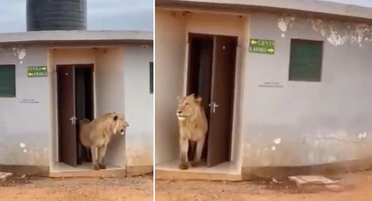Viral Video lion to the wash room