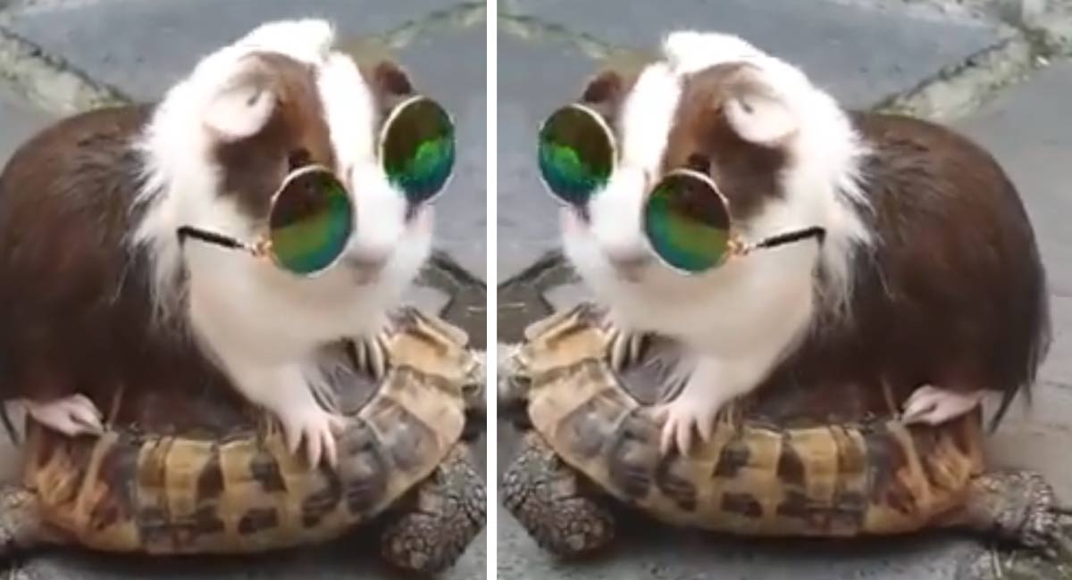 rabbit tortoise riding Viral Video