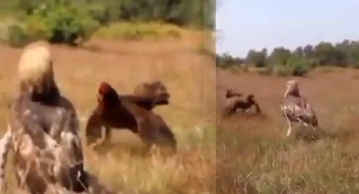 Hen fight with Egal Viral video