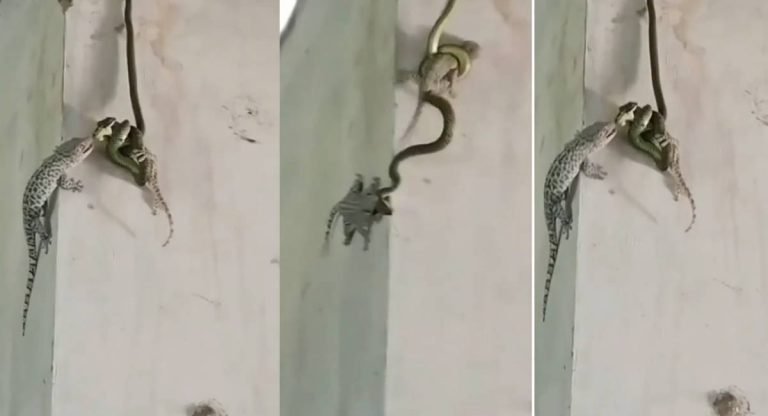 Viral video : తొండ‌మీద దాడి చేసిన పాము.. మ‌రో తొండ ఏం చేసిందో చూస్తే..