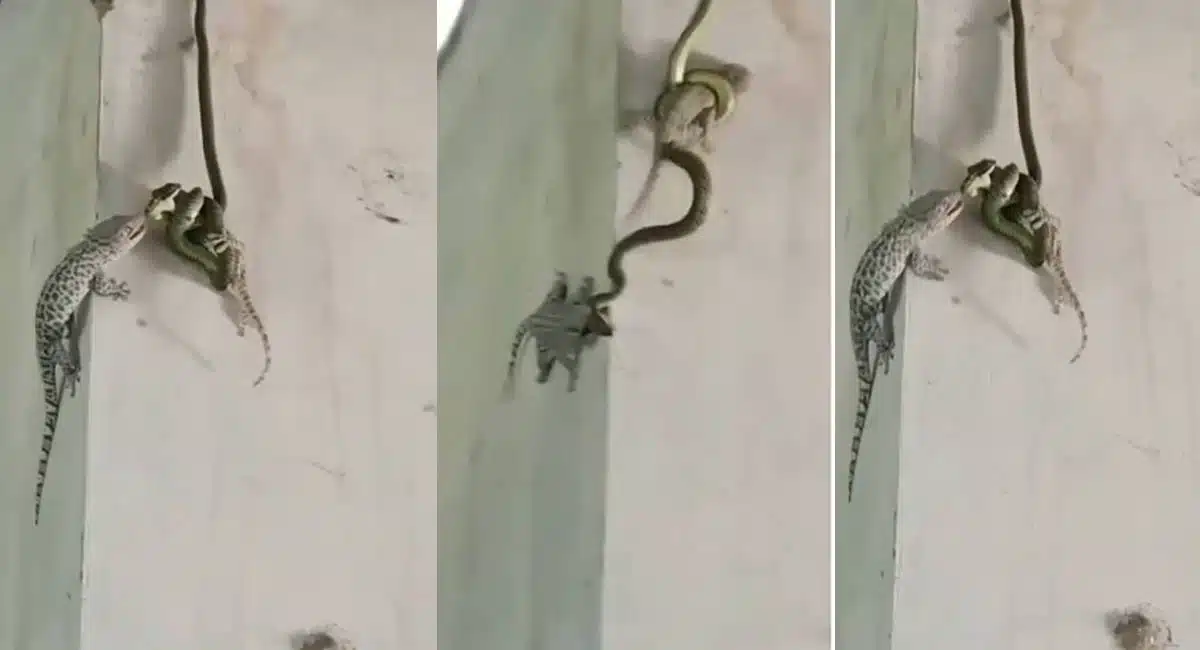 the snake that attacked the trunk