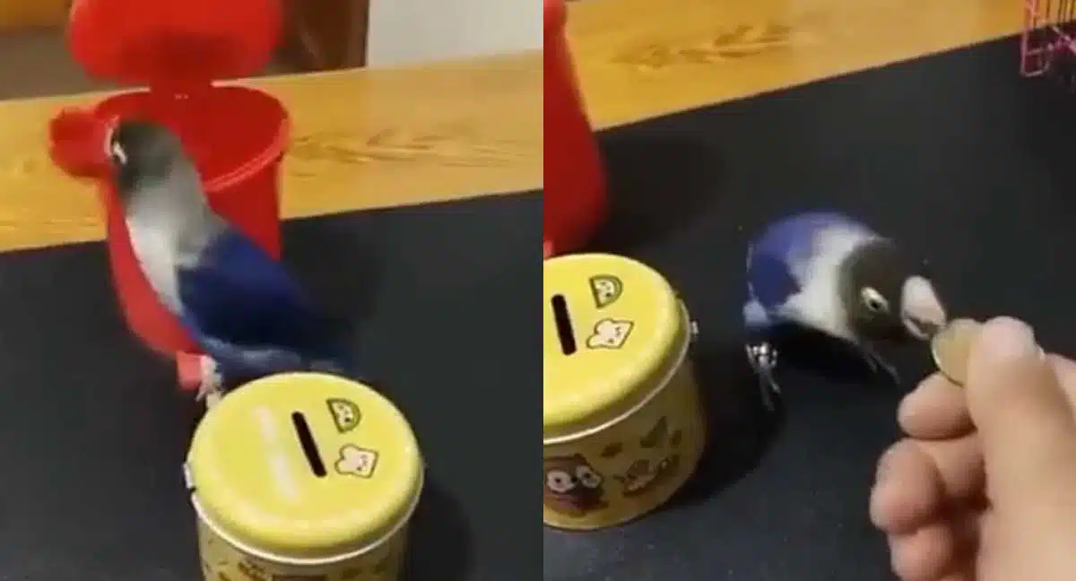 parrot intelligence video goes viral