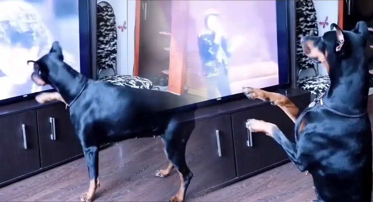 the dog that follows michael jackson in unison in the dance