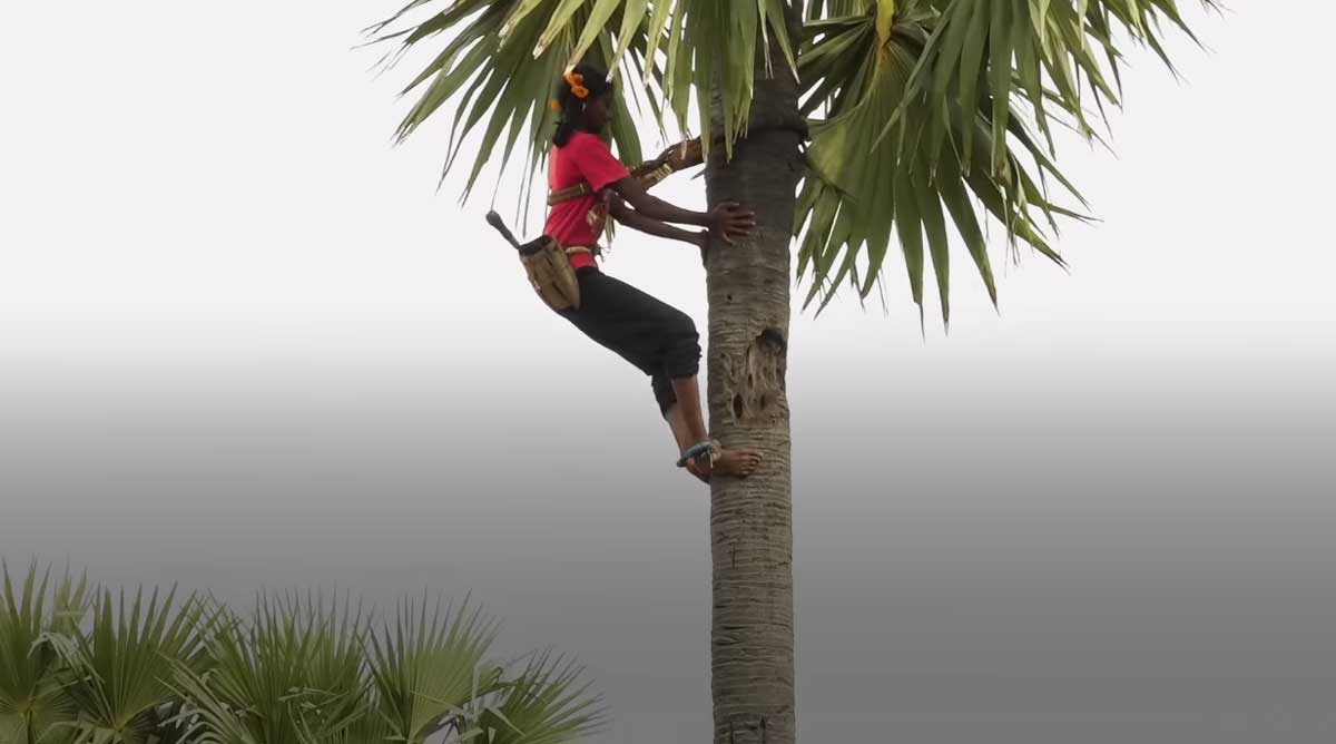 9th class girl climbing palm tree for toddy in tamilnadu villupuram