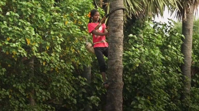 Palm Tree Climbing Girl : తాటిచెట్టు ఎక్కి కల్లు తీస్తున్న బాలిక.. ఆశ్చర్యపోతున్న స్థానికులు.. ఎక్కడో తెలుసా?
