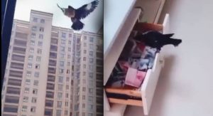 viral video bird stored money in cup board video got viral