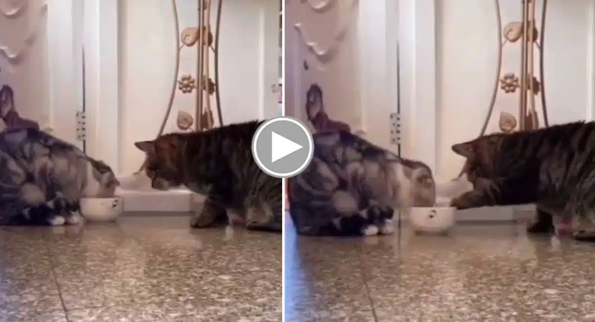 caring is sharing of cats video viral