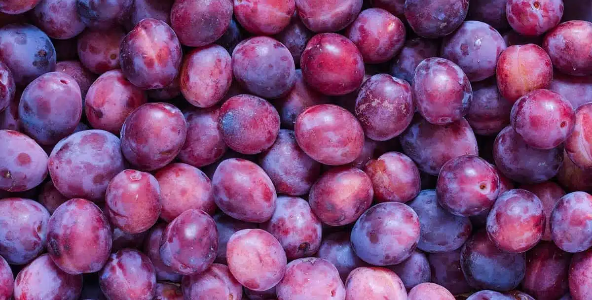 Benefits of plums