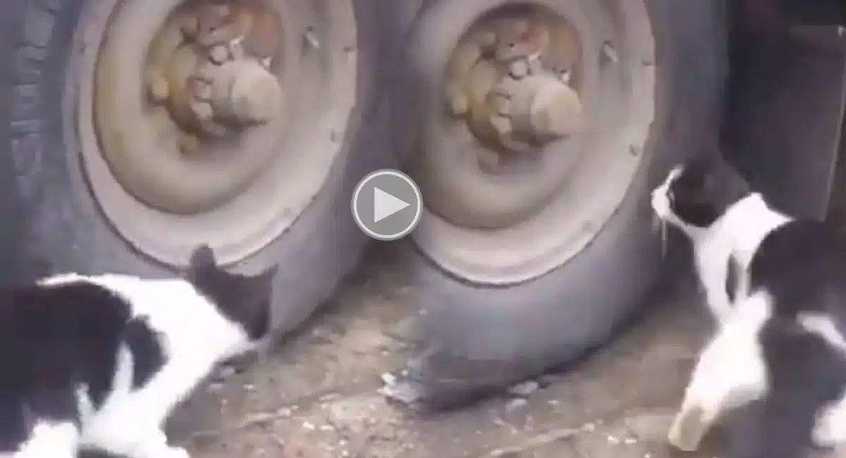 rat hides to not to caught cat viral video