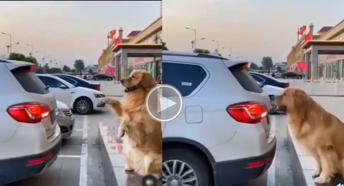 the dog who parked the car Viral Video