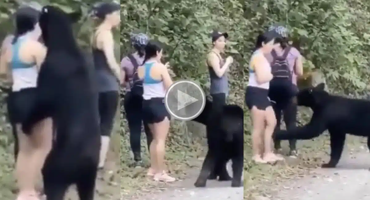 bear fun with young girls viral video