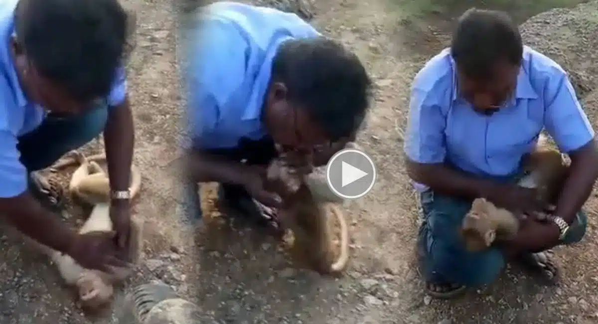 man resuscitates wounded monkey viral video