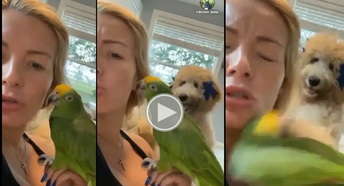 jealous dog fight with parrot video viral