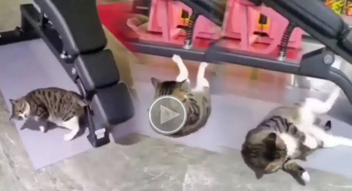 cat gym for 6 pack video goes viral