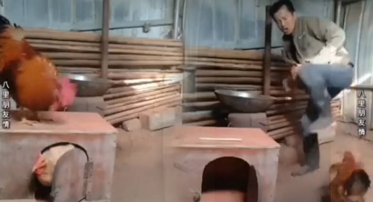 Viral Video : ఇది కదా అసలైన ప్రేమ అంటే.. కోడిపెట్టె కోసం కోడిపుంజు ఎంత పరితపించిందో చూడండి