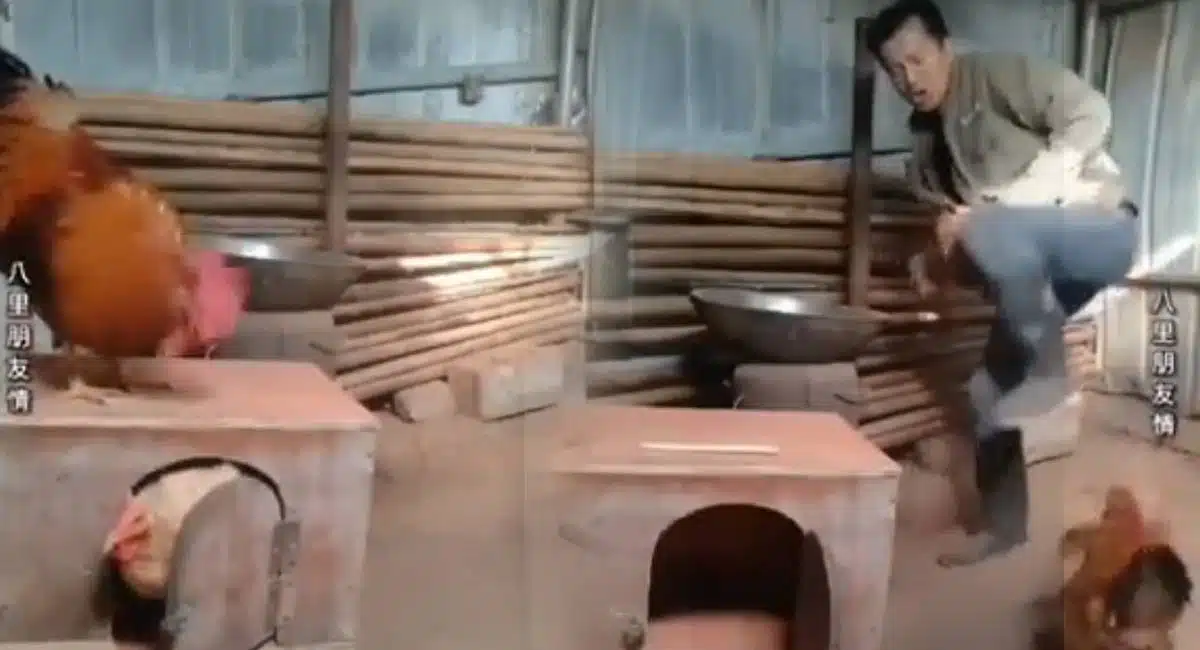 rooster tries to save its hen video viral