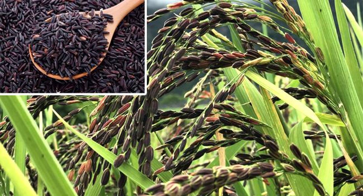 Black Rice Benefits : న‌ల్ల బియ్యం గురించి విన్నారా.. ! డాక్ట‌ర్ల‌నే ఆశ్చ‌ర్యప‌రుస్తున్న‌ వీటి ఆరోగ్య ప్ర‌యోజ‌నాలు !! ఈ వీడియోలో ?