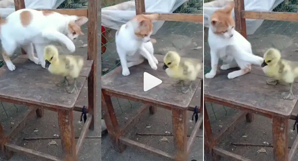 cat and duck funny fight Viral Video