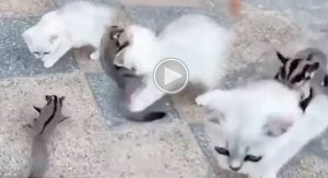 cat gym for 6 pack video goes viral