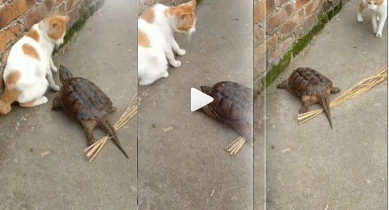 Viral Video : వామ్మో ఇది మామూలు తాబేలు కాదు.. పిల్లిని ఏం చేసిందో చూడండి