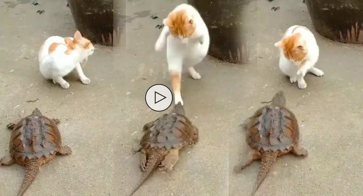 cat and turtle fight video goes viral