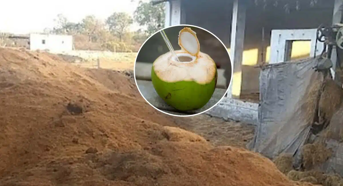 Drinking coconut water Business idea