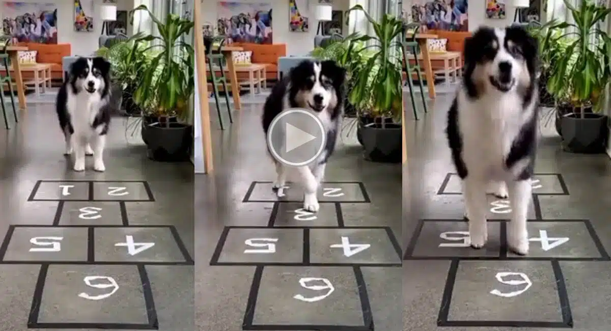 dog playing thokkudu billa game viral video 