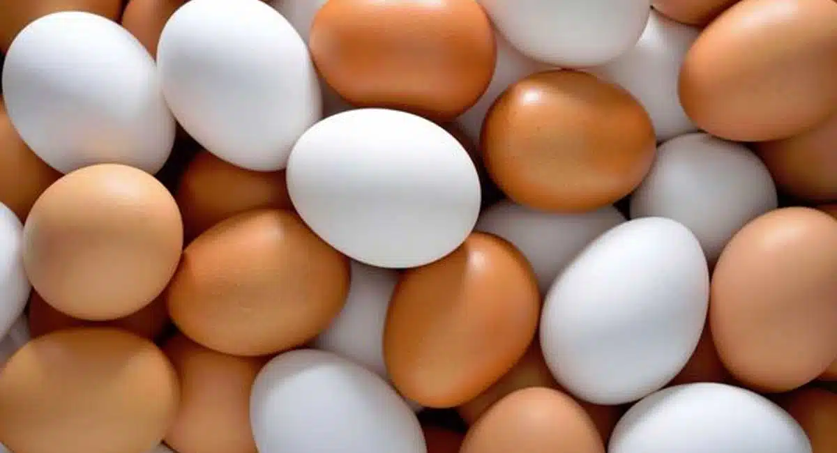 human interest how do you keep eggs fresh for longer egg storage tips