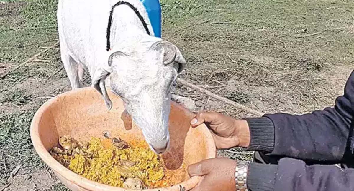 Non Veg Goat : ముక్క లేకుంటే ముద్ద దిగదు.. చికెన్ బిర్యానీ తినే మేకను ఎక్కడైనా చూశారా?