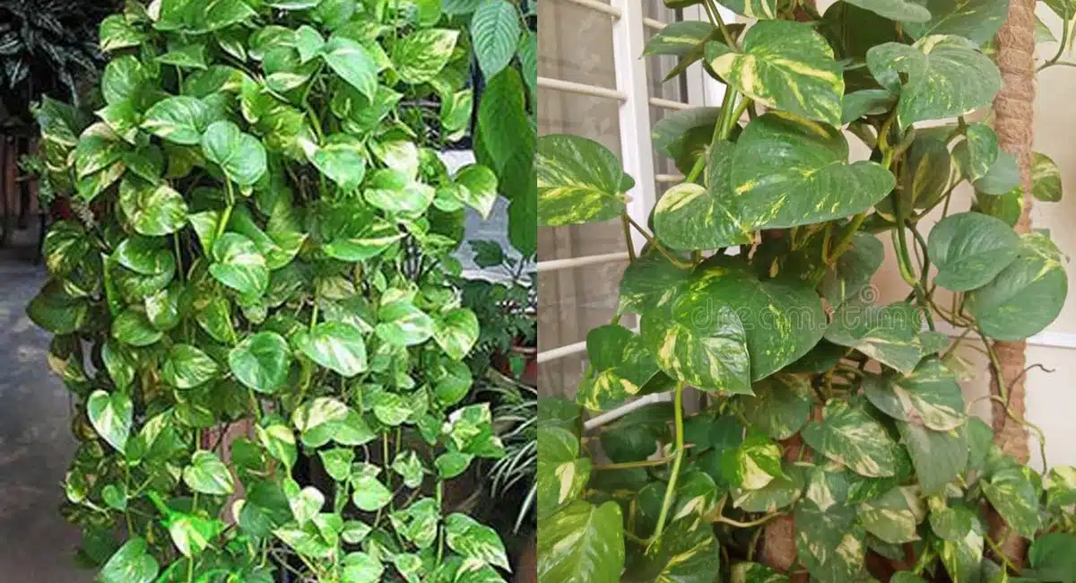 Astro tips these one thing kept to the money plant to get lakhs of rupees