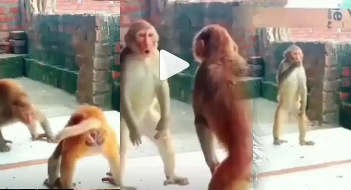 monkey playing with mirror viral video