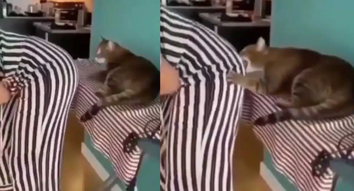 perverted cat bites woman back video viral