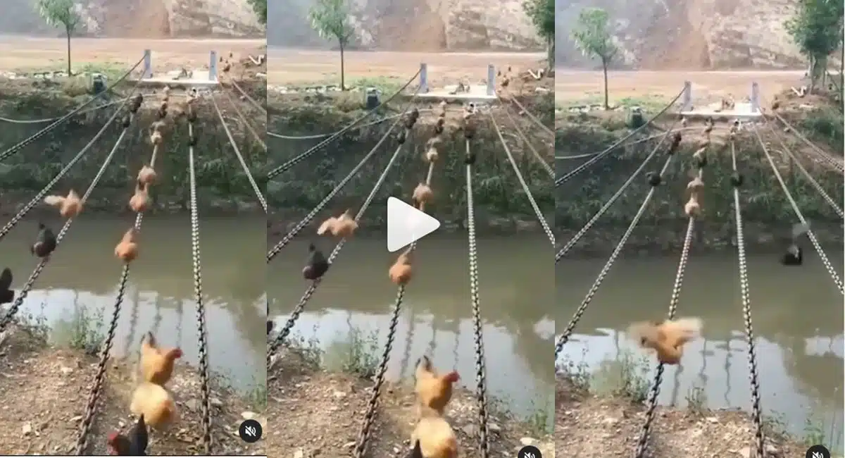 intelligent hens crossing canal viral video
