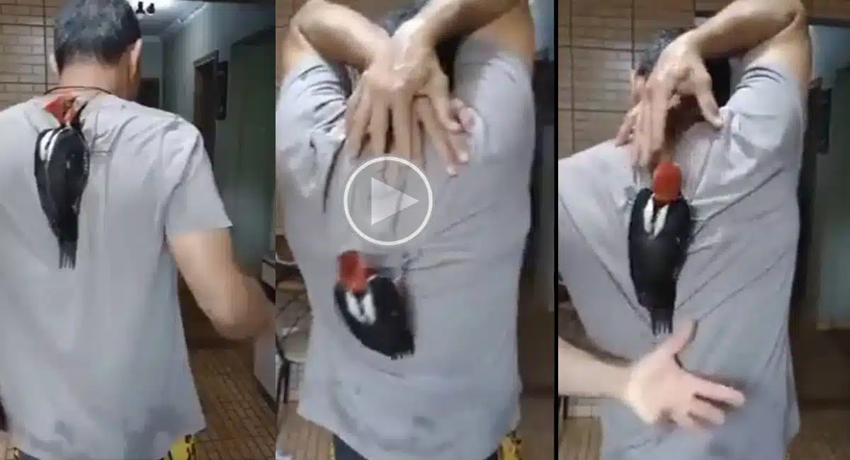 bird and man funny game viral video