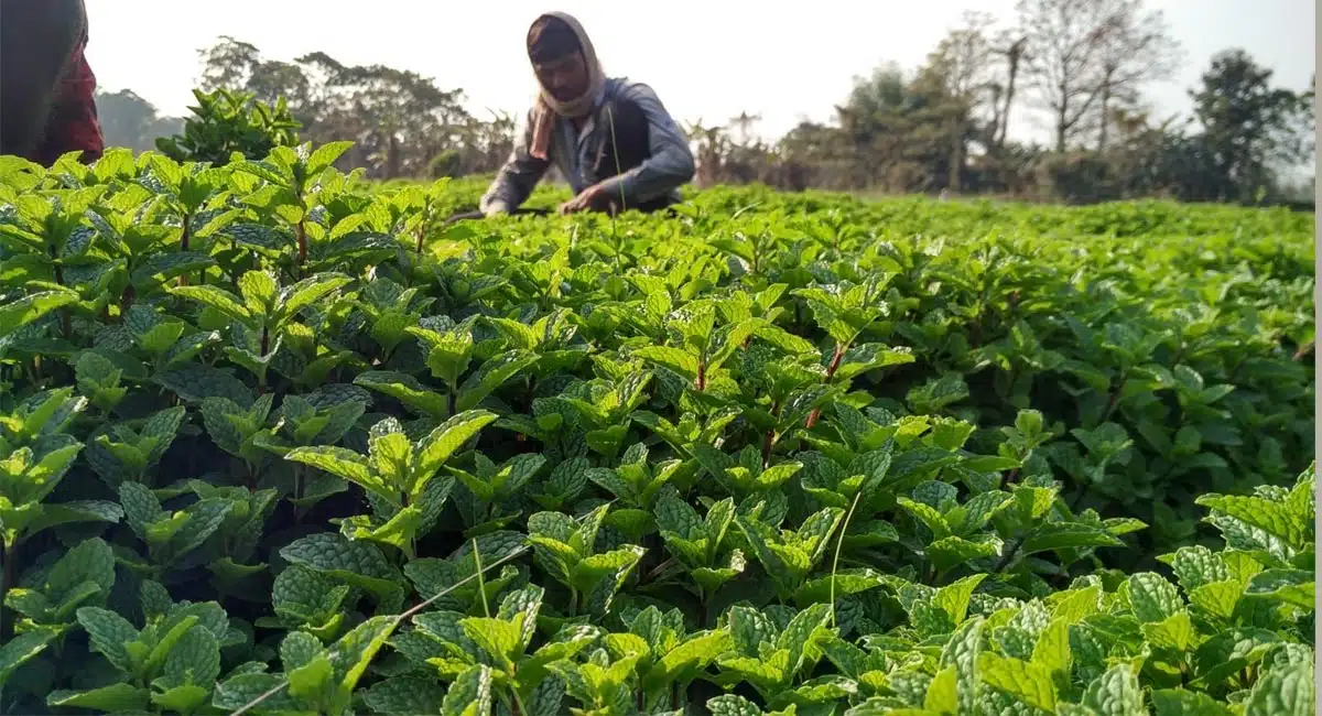 best self business plan growing mint business to make money