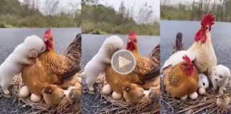 hen who adopted the puppy and rabbit