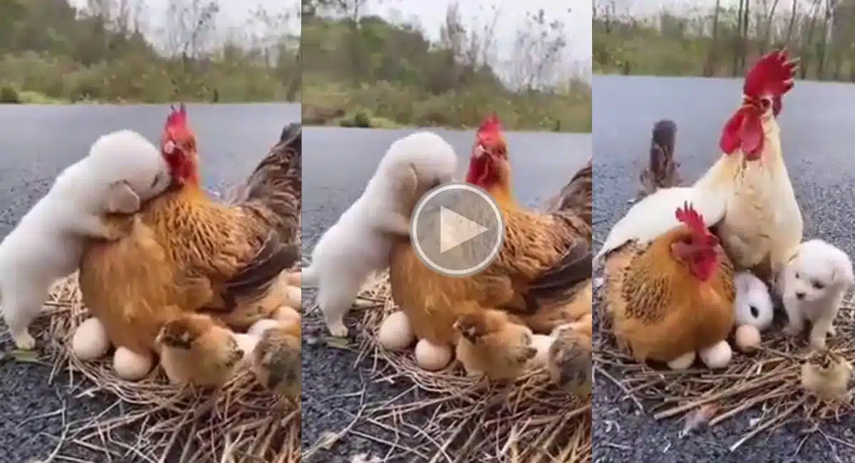 hen who adopted the puppy and rabbit