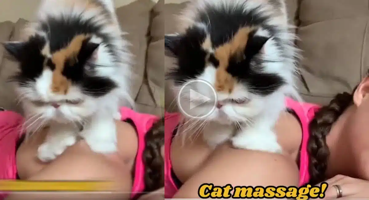 cat massage video viral in internet