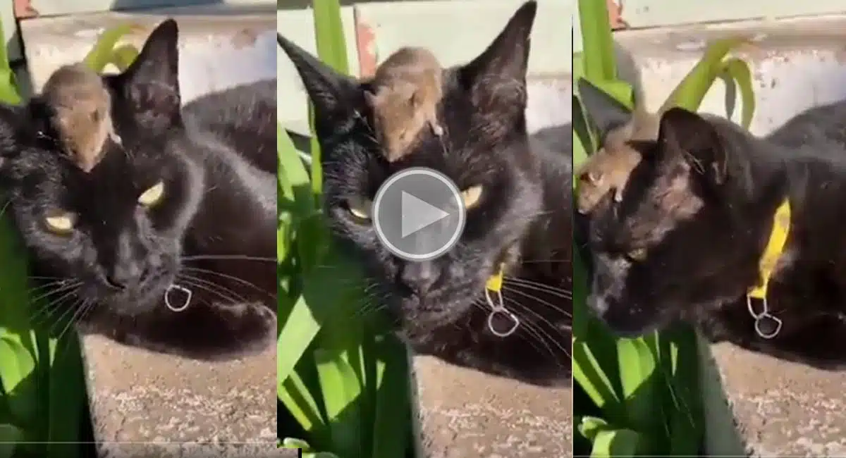 mouse and cat funny video goes viral