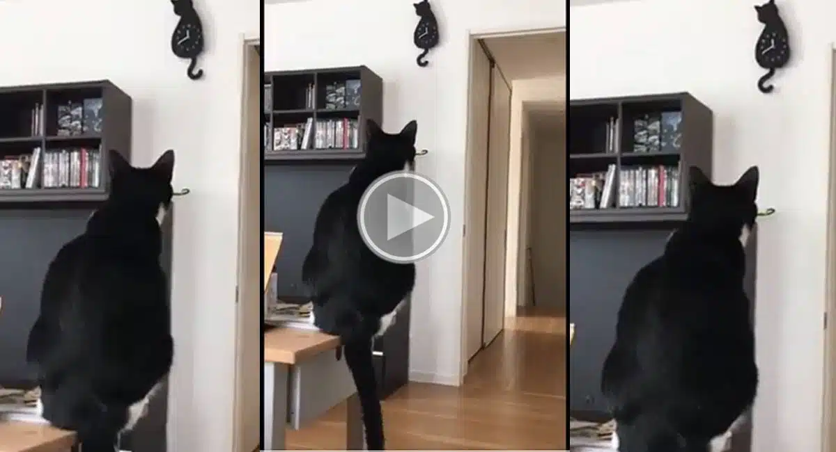 the cat following the clock