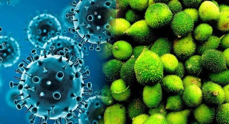 Immunity Booster Foods :  ఒమిక్రాన్ వ్యాపిస్తున్న వేళ.. బోడ కాకరకాయతో బోలెడంత ఇమ్యూనిటీ పవర్..