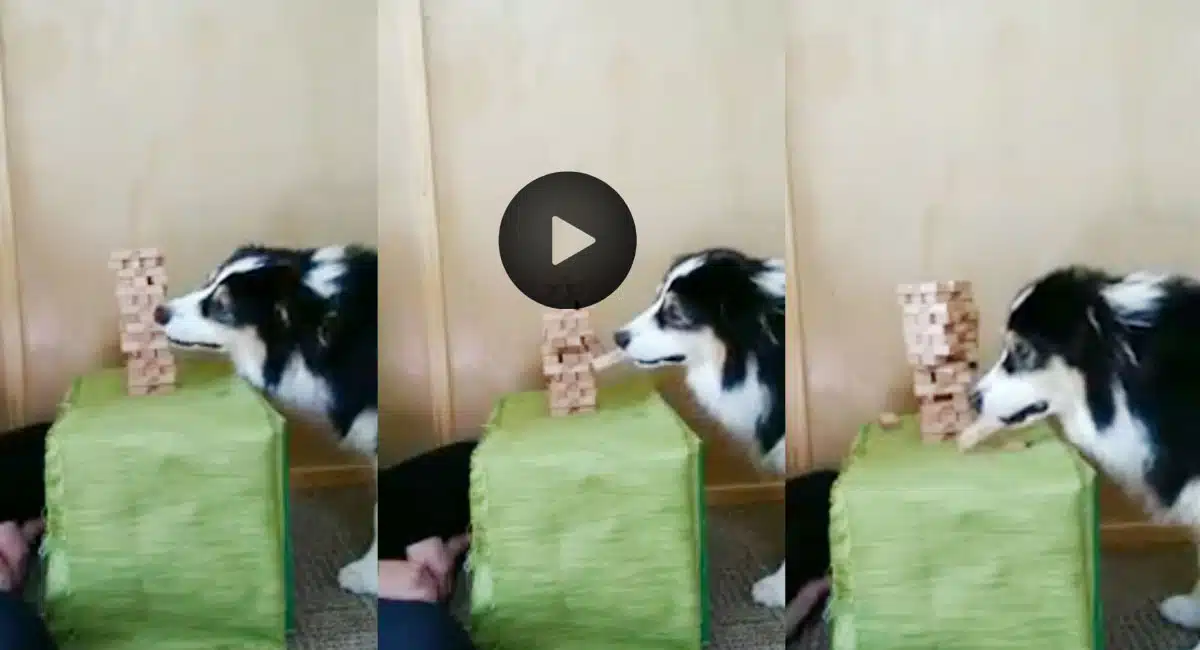 this dogs intellect is not normal not a single piece of wood is allowed under