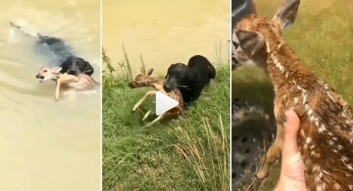 the dog that rescued the deer Viral video
