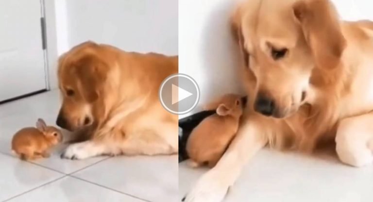 Viral Video : క్యూట్ క్యూట్ కుందేలు.. కుక్కతో ఫ్రెండ్ షిప్