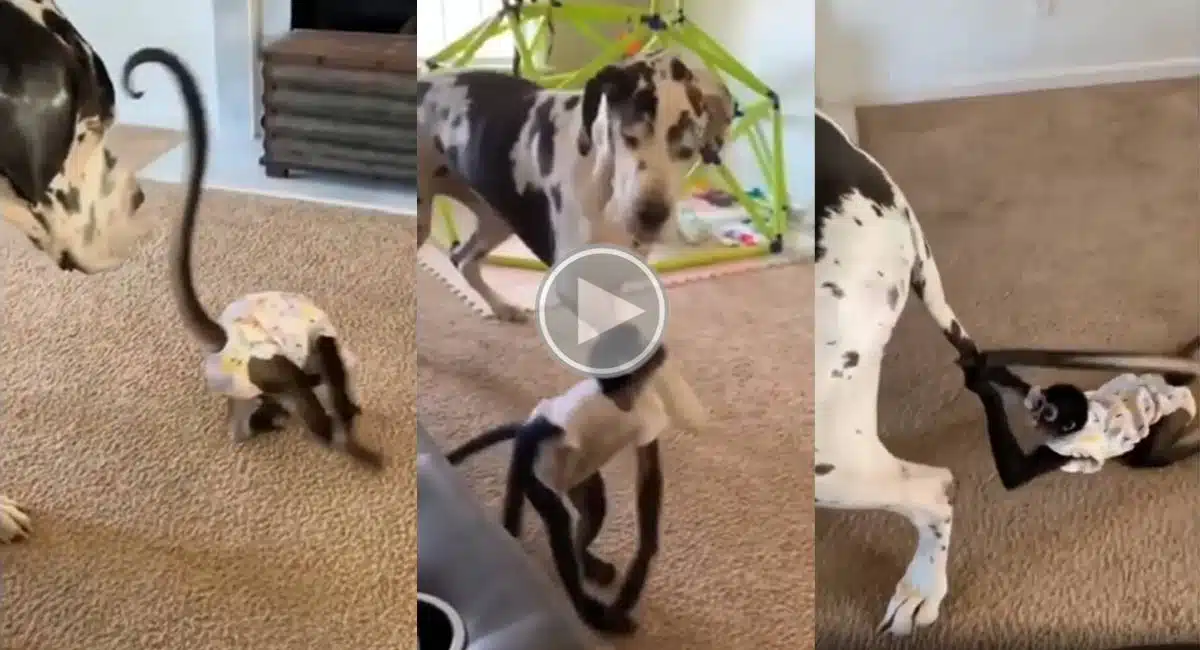 monkey dog video viral in social media