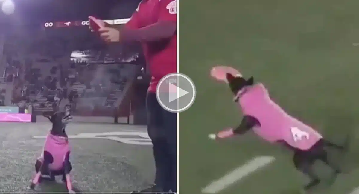 dog who created the world record should to see Viral Video