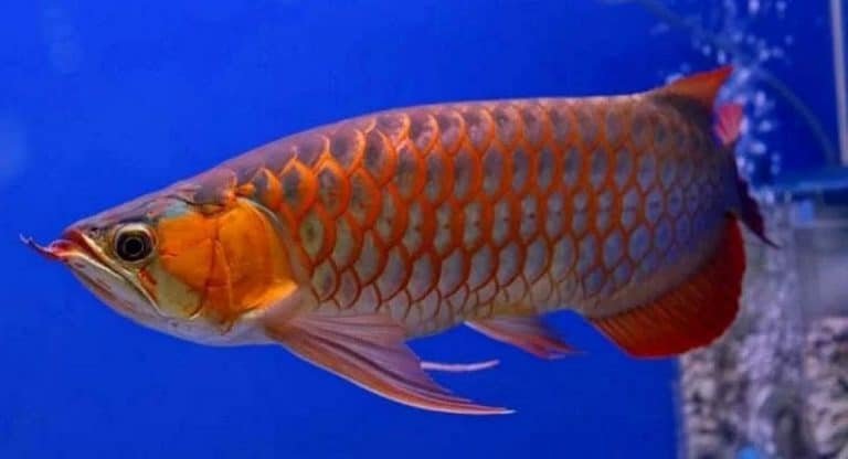 Fish : మూడు కోట్లు విలువ చేసే చేప‌.. దీనికి ప్ర‌త్యేకంగా సెక్యూరిటీ..!